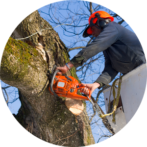 quality-tree-experts-tree-removal